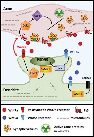 Wnt A Signals Bi Directionally At Vertebrate Synapses At Hippocampal