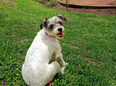 Mi Perro Ha Matado A Una Rata Es Normal