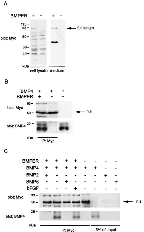 Mammalian Expression Of BMPER And BMP Binding A COS 7 Cells Were