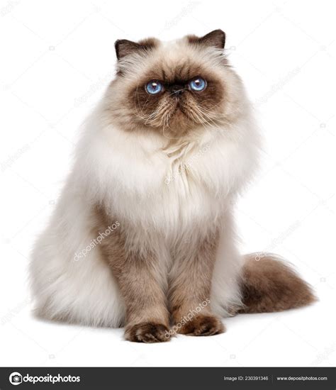 Blue Color Point Persian Cat