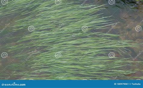 Hierba En El Agua Que Fluye Hierba Verde Que Crece Al Fondo De Un