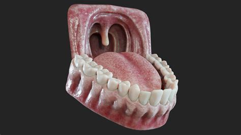 ArtStation - Realistic Mouth (Jaw) & Teeth | Mid-poly & Low-poly ...