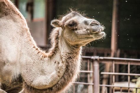 Camel In A Zoo Stock Photo Image Of Hump Wild Travel 198680312