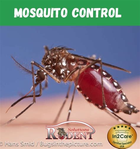 In2Care Mosquito Trap Safe Effective Mosquito Control