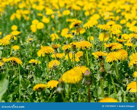 Yellow Dandelion Flowers With Leaves In Green Grass Spring Photo Stock