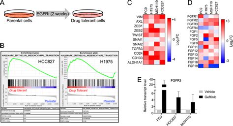 Increased Expression Of Fibroblast Growth Factor Receptor 3 Fgfr3 In