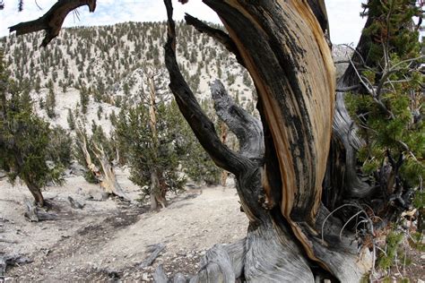 Worlds Oldest Trees 3 000 To 9 500 Years Old