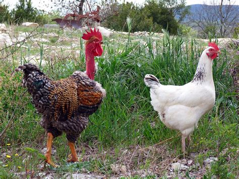 Le Coq Et Sa Poule Brigitte Flickr