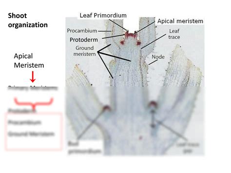 SOLUTION: Shoot and root apical meristem development - Studypool