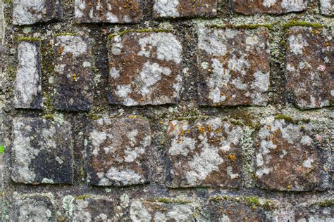 Flechten Entfernen SteinRein