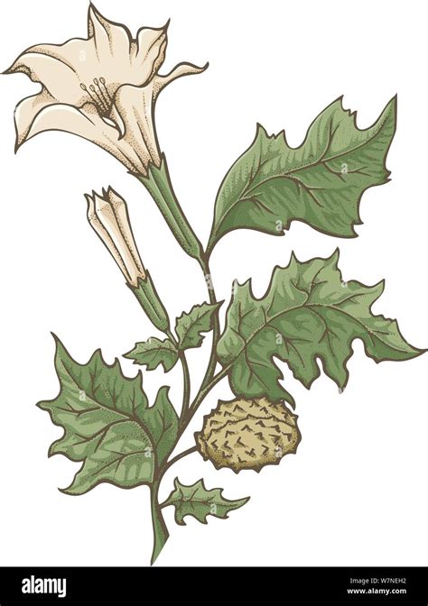 Datura Flower Drawing