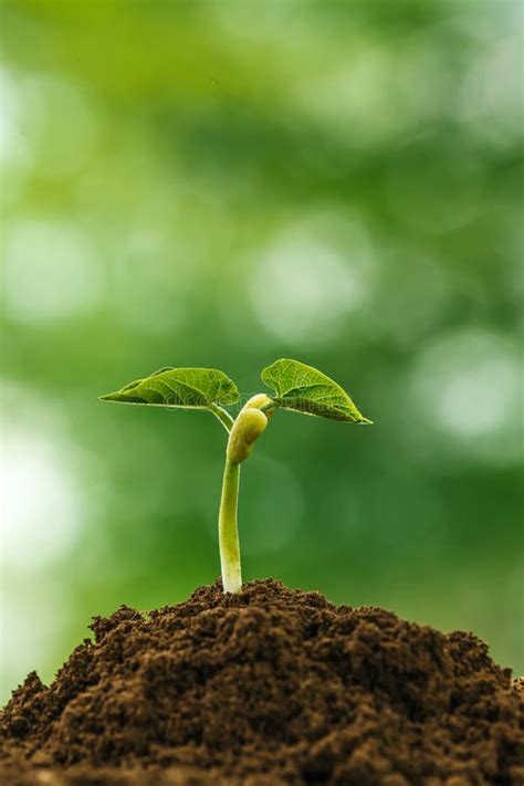 Young Bean Sprout Stock Photo Image Of Soil Sprout 145684844