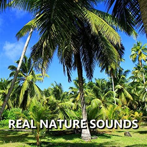 Amazon.com: Real Nature Sounds : Nature Sounds: Digital Music