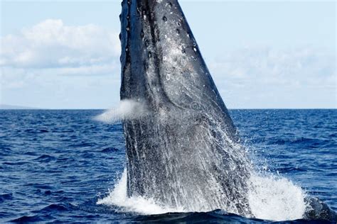 Humpback whale breaching. stock image. Image of wildlife - 116424209