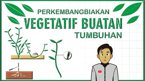 Perkembangbiakan Vegetatif Buatan Pada Tumbuhan Youtube