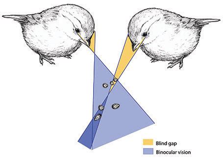 The Blind Gap In Avian Binocular Vision Department Of Biological