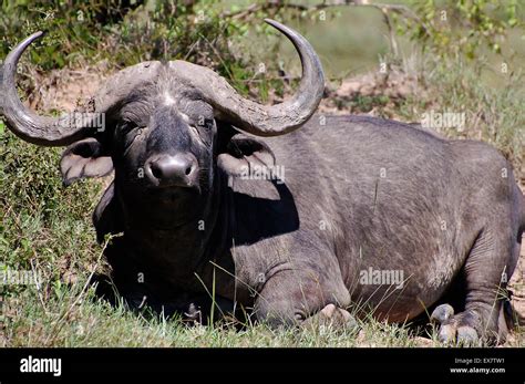 Bull Masai Mara Hi Res Stock Photography And Images Alamy