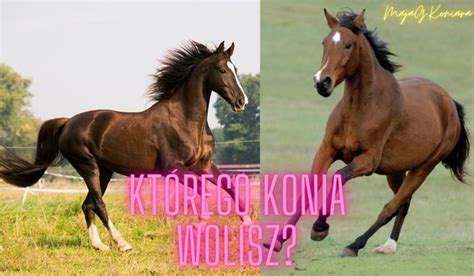 Którego konia wolisz sameQuizy