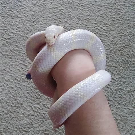 Baby Albino Cobra