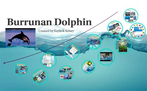 Burrunan Dolphin by Kayla Fracalossi on Prezi