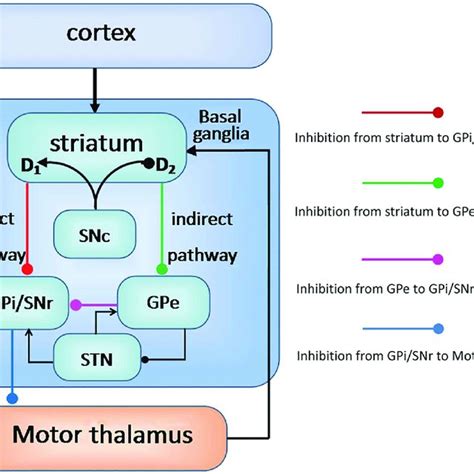 The Phase Diagram Of The Basal Ganglia Thalamocortical Circuit In Terms Download Scientific