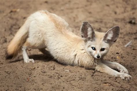 What Does Fennec Fox Eat: The Fennec Fox Diet