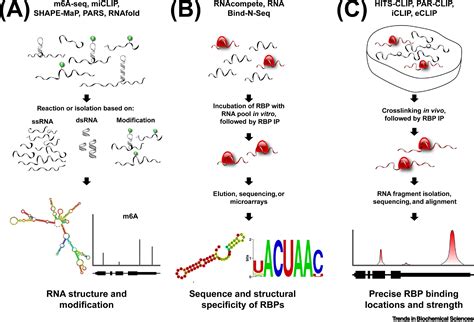 Global Approaches In Studying Rna Binding Protein Interaction Networks