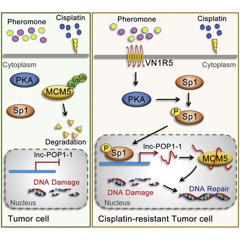 Lncrna Lnc Pop Upregulated By Vn R Promotes Cisplatin Resistance In