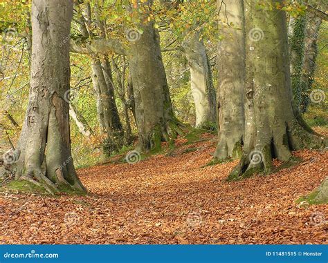 Floresta Da Faia No Outono Imagem De Stock Imagem De Calmo