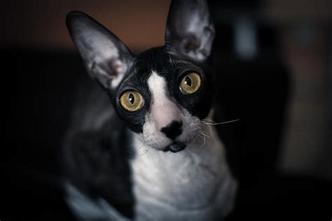 Cornish Rex Photograph By Anton Suchkov Pixels