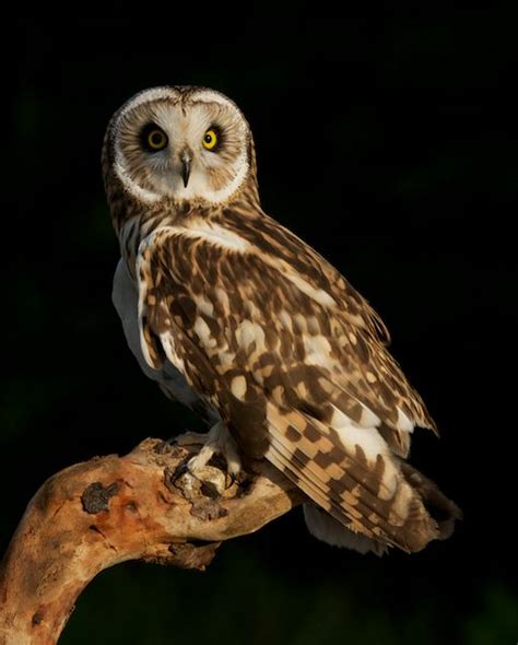 British Wildlife Centre ~ Keeper's Blog: Owl Photography Evening