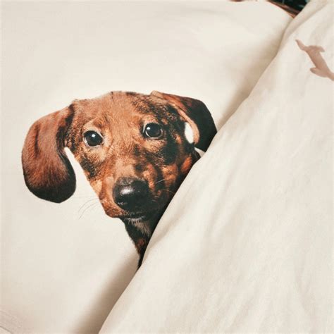 Dachshund Friends Dekbedovertrek Gouts Et Couleurs