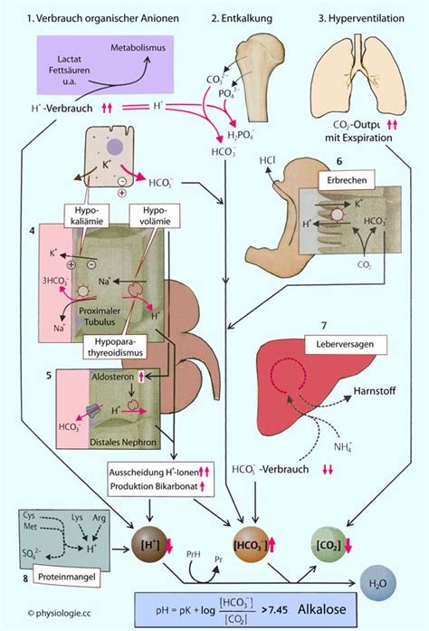 Physiologie Säure Basen Haushalt