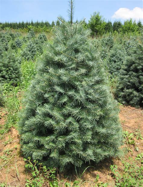 Concolor Fir Fort Wayne Trees