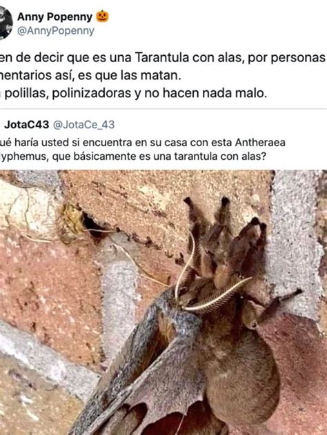 La Verdad Detrás De Las “tarántulas Con Alas” Que Se Viralizaron En Redes