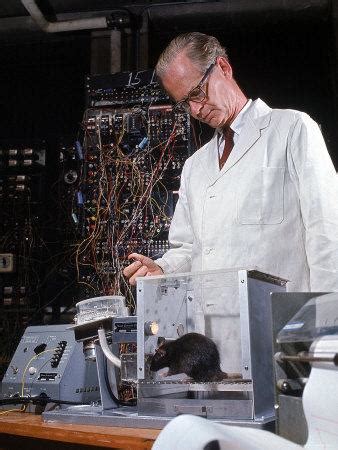 'Experimental Psychologist B. Frederic Skinner Training Brown Rats in a ...