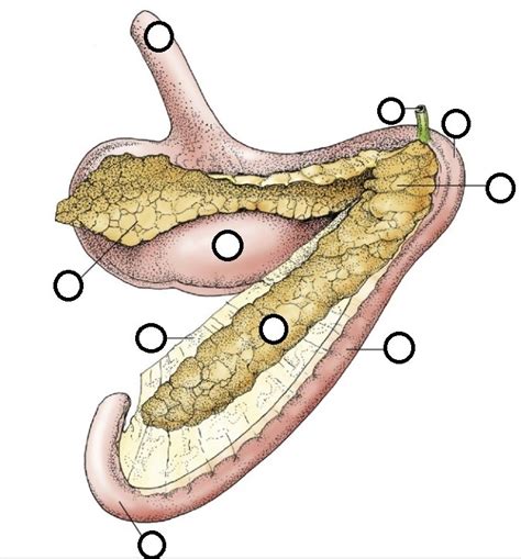 Canine Pancreas Diagram Quizlet