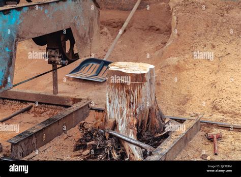 Sawing machine cutting tree log at wood production factory. Timber material processing and ...