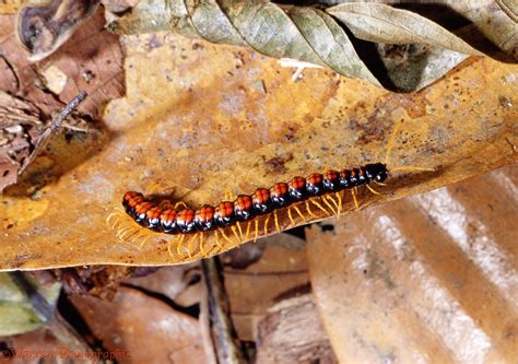 Rainforest Centipede