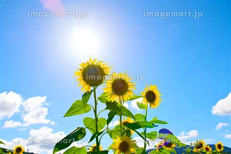 夏の太陽に輝くひまわりの花の写真素材 223252324 イメージマート