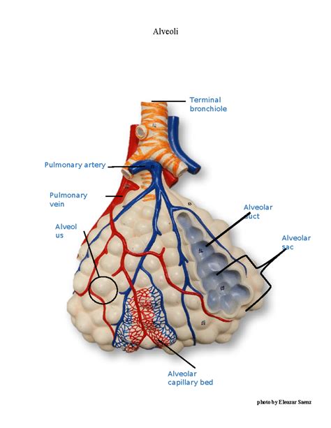 Alveoli Flat Model - BIOL2401 - Alveoli photo by Eleazar Saenz Terminal ...