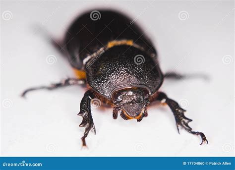 African Black Beetle stock photo. Image of arthropod - 17704060