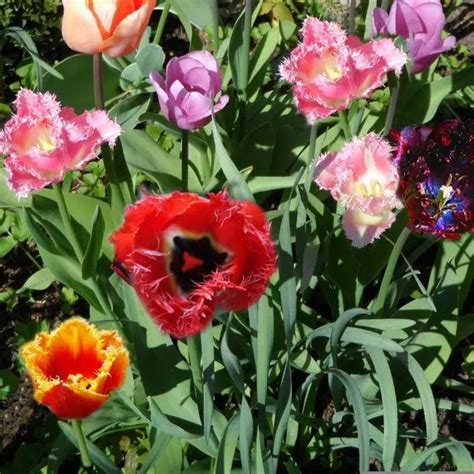 Parrot Tulip Bulb Mix For Sale Ashridge