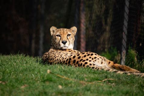 Howletts and Port Lympne Wild Animal Parks - Kent Invicta Chamber of