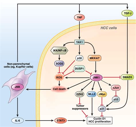 A Liver Full Of Jnk Signaling In Regulation Of Cell Function And Disease Pathogenesis And