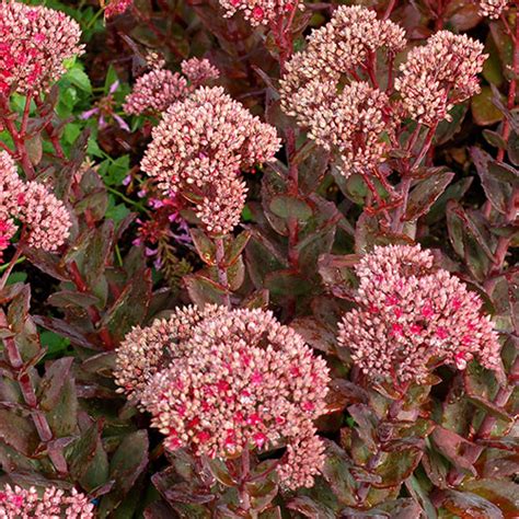 Thunderhead Stonecrop Vanstone Nurseries