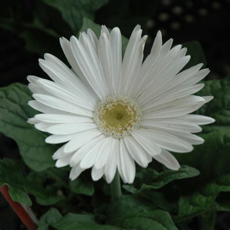 white gerbera daisies platt hill nursery