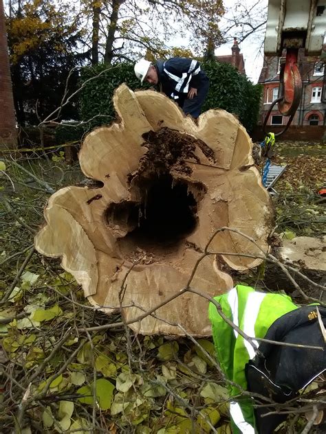 Dead Wood Removal - Big Heart Tree Care