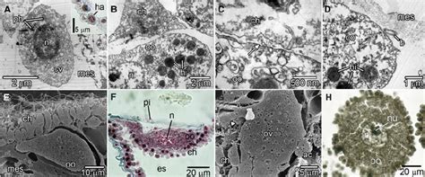 Oogenesis Of Borojevia Aspina A D Tem E G Scanning Electron Download Scientific Diagram