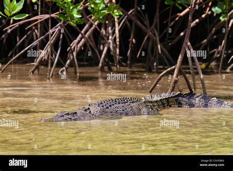 Salzwasser Krokodil Leistenkrokodil Crocodylus Porosus